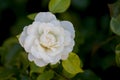 White Japanese Camellia flowering by lake Iseo in Italy