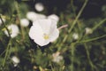 White Japanese knotweed aka morning glory flower Royalty Free Stock Photo