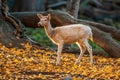 A white japanese sika deer doe Royalty Free Stock Photo