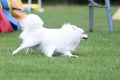 white japanese small spitz running dog agility