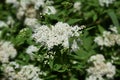 White Japanese spirea