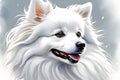 white Japanese Spitz dog on Isolated