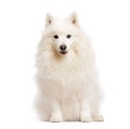 White japanese spitz dog sitting and looking forward Royalty Free Stock Photo