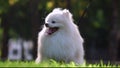 A white Japanese Spitz dog