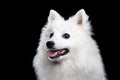 White Japanese Spitz