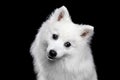 White Japanese Spitz