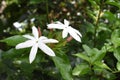 white jasmin flower in my garden Royalty Free Stock Photo