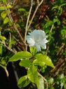 White Jasmin Flower