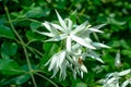 White Jasmin or Jui flower in the flower plant Royalty Free Stock Photo
