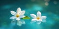 White jasmine blossoms float on blue water, sun dappled , delicate, summer, image Royalty Free Stock Photo