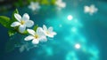 White jasmine blossoms float in cool blue water, dappled sunlight , composition, water Royalty Free Stock Photo