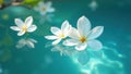 White jasmine blossoms float in cool blue water dappled sunlight  still life elegant composition Royalty Free Stock Photo