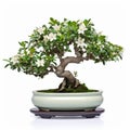 White Jasmine Bonsai Tree In Precisionist Style