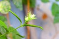 White jasmine bud photo-full in arabea country