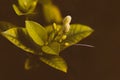 White Jasmine buds on tree Royalty Free Stock Photo