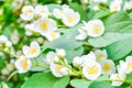 White jasmine bush blossoming in summer day