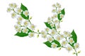 White jasmine flower. Royalty Free Stock Photo