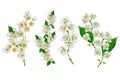 White jasmine flower. Royalty Free Stock Photo