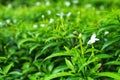 White Jasmine flower front view on blur green leafs background, Jasmineae Menodora garden close up in india.