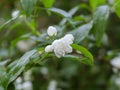 White jasmine flower on a green blurred background. Soft focus, shallow depth of field. Artistic poster, postcard