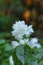 White jasmine flower on a green blurred background. Soft focus, shallow depth of field. Artistic poster, postcard