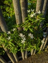 White jasmine flower and green leaves