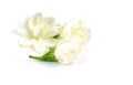 White jasmine flower isolate on white background Royalty Free Stock Photo