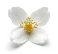 White jasmine flower isolated on white Royalty Free Stock Photo