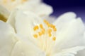 White Jasmine Flower Macro Royalty Free Stock Photo
