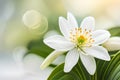 White jasmine flower