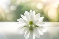 White jasmine flower