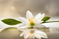 White jasmine flower