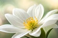 White jasmine flower