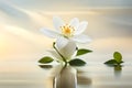 White jasmine flower