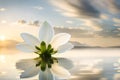 White jasmine flower