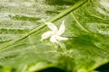 White jasmine flower with water dew on petals on wet green leaves background Royalty Free Stock Photo