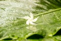 White jasmine flower with water dew on petals on wet green leaves background Royalty Free Stock Photo