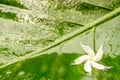 White jasmine flower with water dew on petals on wet green leaves background Royalty Free Stock Photo