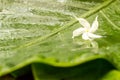 White jasmine flower with water dew on petals on wet green leaves background Royalty Free Stock Photo
