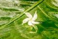 White jasmine flower with water dew on petals on wet green leaves background Royalty Free Stock Photo