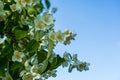 white jasmine flowers against blue sky Royalty Free Stock Photo