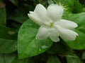 white jasmine flowers bloom from indonesia Royalty Free Stock Photo