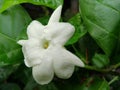 white jasmine flowers bloom from indonesia Royalty Free Stock Photo