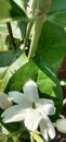 The white jasmine flowers is blooming beatifully Royalty Free Stock Photo