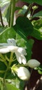 The white jasmine flowers is blooming beatifully Royalty Free Stock Photo