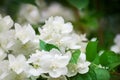 White jasmine flowers blossom on green leaves blurred background closeup, delicate jasmin flower blooming branch macro, spring