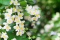 White jasmine flowers blossom on green leaves blurred background closeup, delicate jasmin flower blooming branch macro Royalty Free Stock Photo