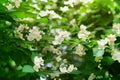 White jasmine flowers blossom on green leaves blurred background closeup, delicate jasmin flower blooming branch macro Royalty Free Stock Photo