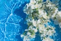 White jasmine flowers in blue transparent water. Summer floral composition with sun and shadows. Nature concept. Top view. Royalty Free Stock Photo
