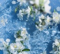 White jasmine flowers in blue transparent water. Summer floral composition with sun and shadows. Nature concept. Top view. Royalty Free Stock Photo